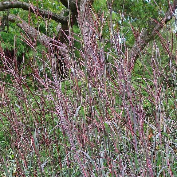 big blue stem (Andropogon gerardii 'Blackhawks') plant