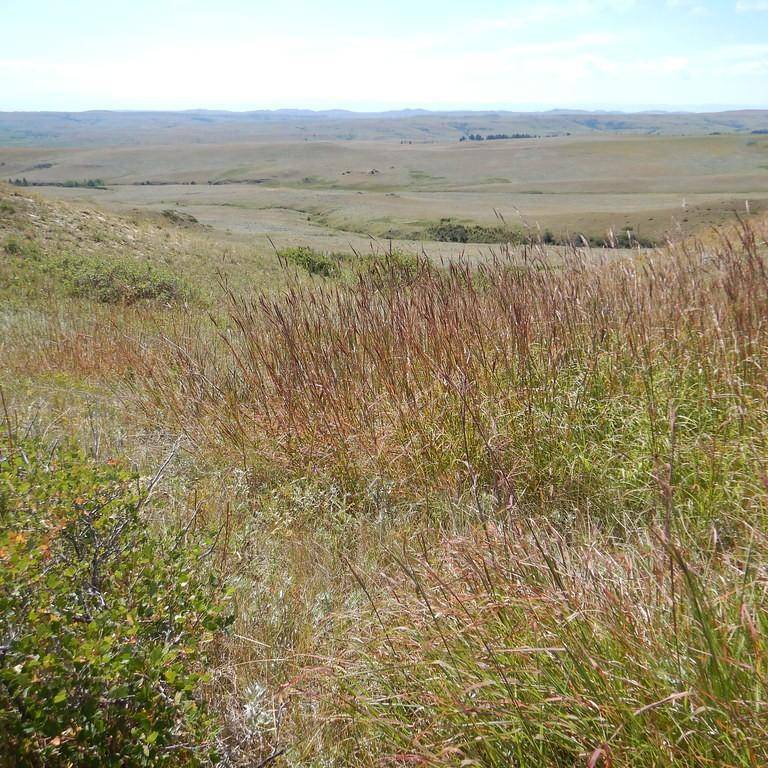 big blue stem (Andropogon gerardii) plant