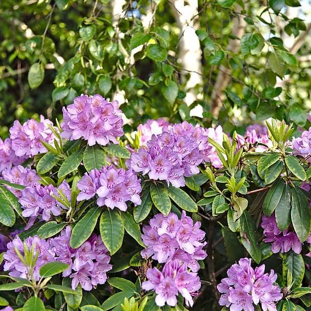 big-leaved rhododendron (Rhododendron 'Dark Sister') plant
