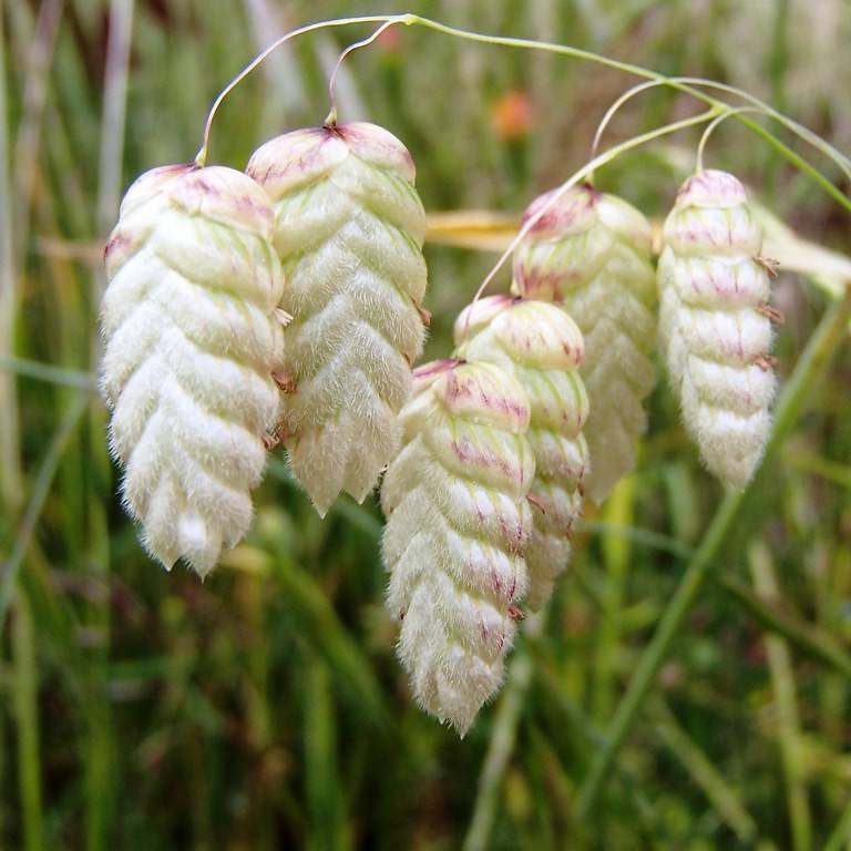 Big Quaking Grass (Briza maxima) plant
