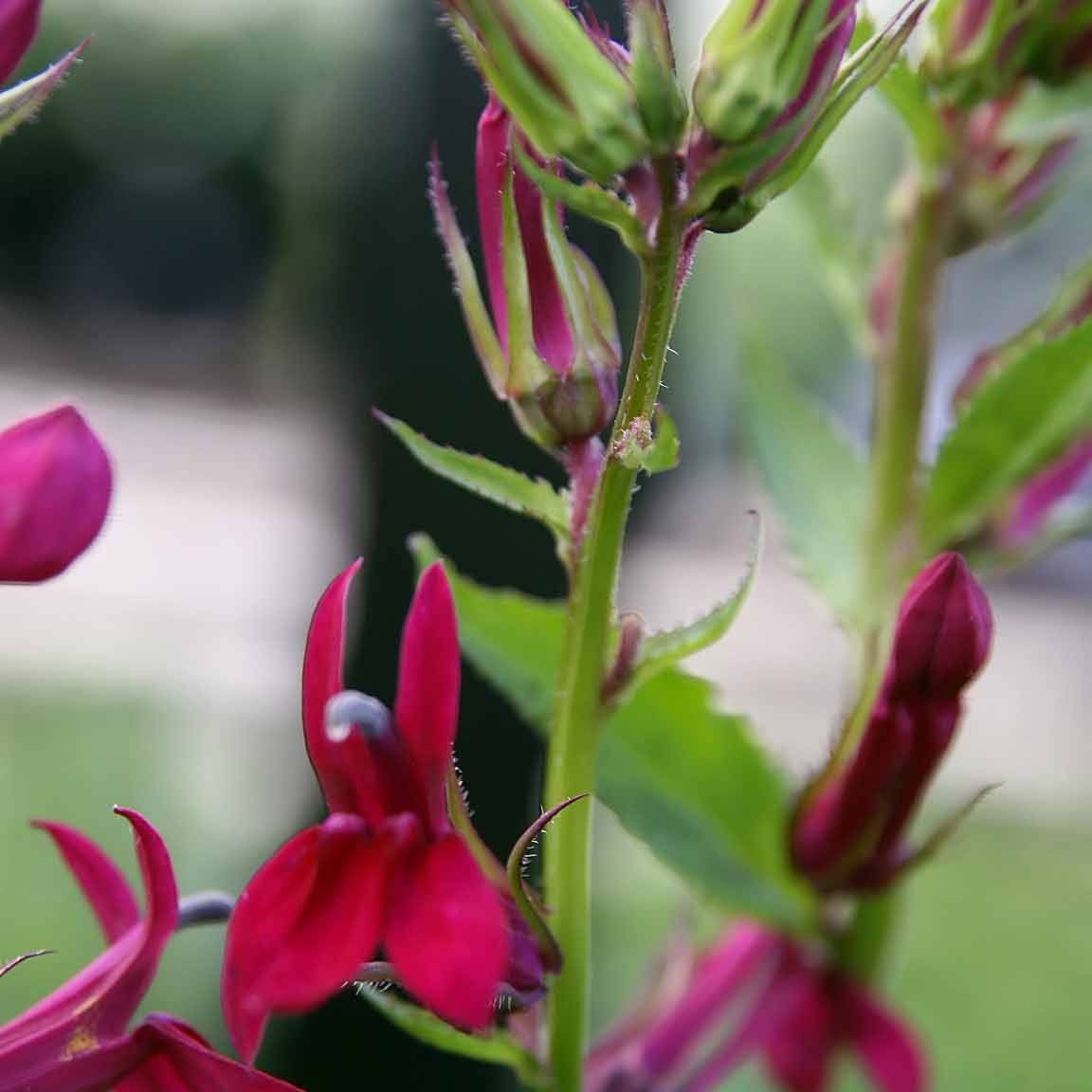 big red sage (Salvia penstemonoides) plant