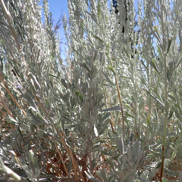 Big Sagebrush (Artemisia tridentata) plant
