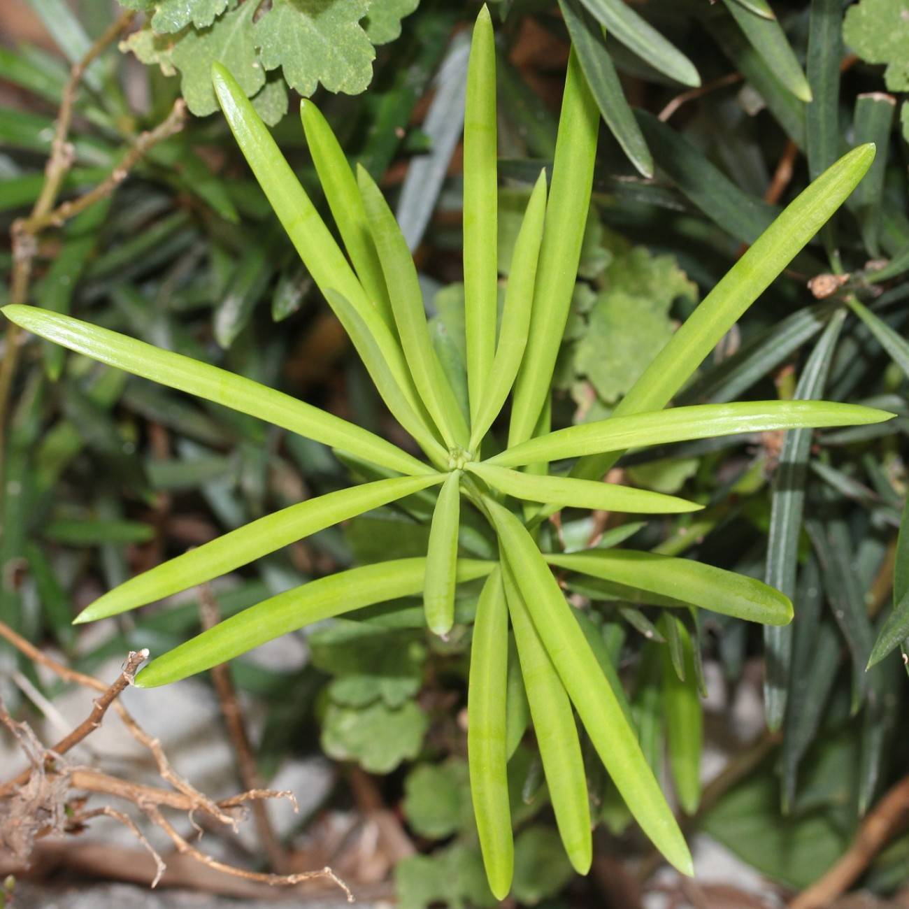 bigleaf podocarp (Podocarpus macrophyllus var. maki) plant