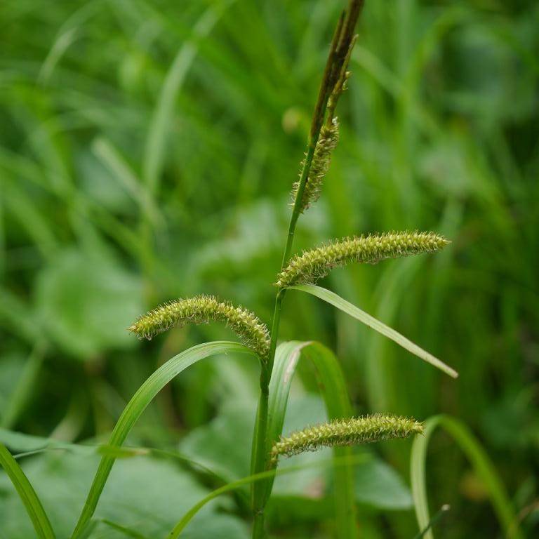 Bigleaf Sedge (Carex amplifolia) plant