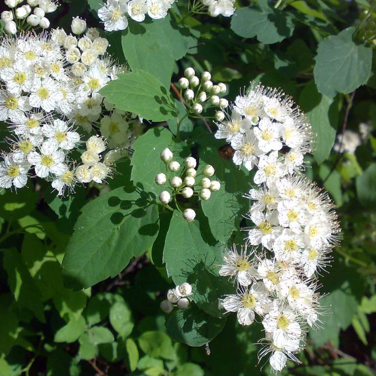 birchleaf spirea (Spiraea betulifolia 'Tor Gold' GLOW GIRL) plant