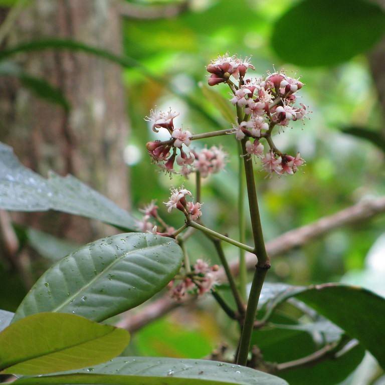 bird-catcher tree (Pisonia umbellifera) plant
