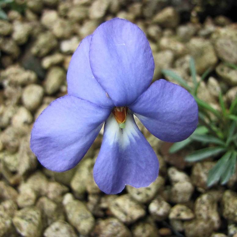 bird's foot violet (Viola pedata) plant