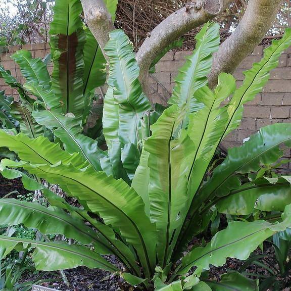 bird's nest fern (Asplenium nidus 'Antiquum') plant — close-up photo