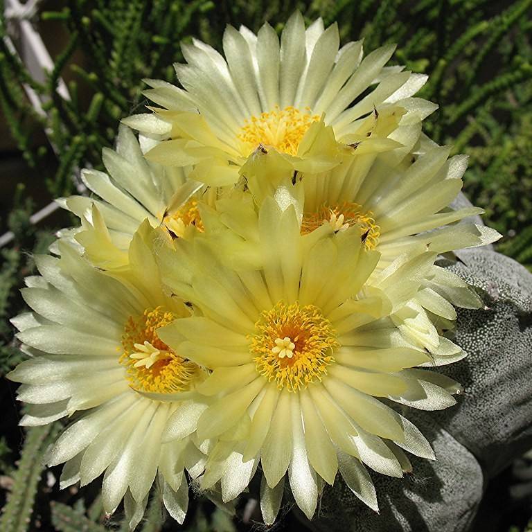 bishop's hat (Astrophytum myriostigma) plant