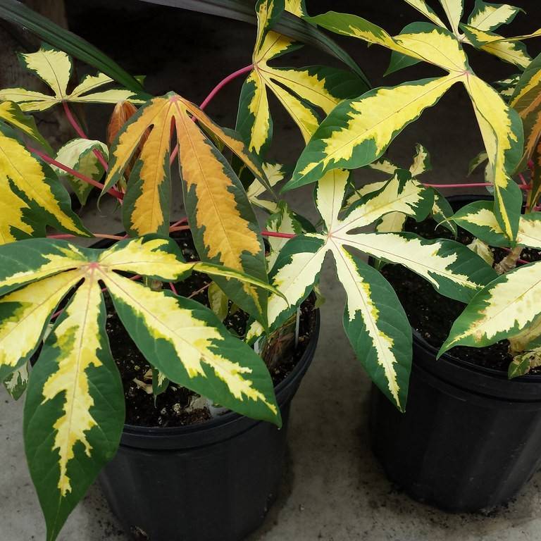 bitter cassava (Manihot esculenta 'Variegata') plant