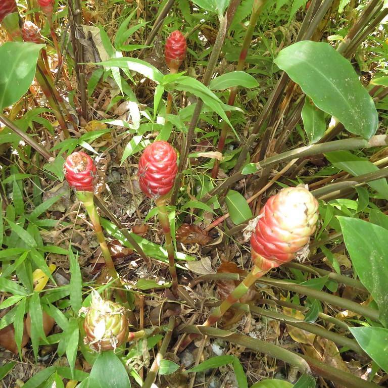 bitter ginger (Zingiber zerumbet) plant