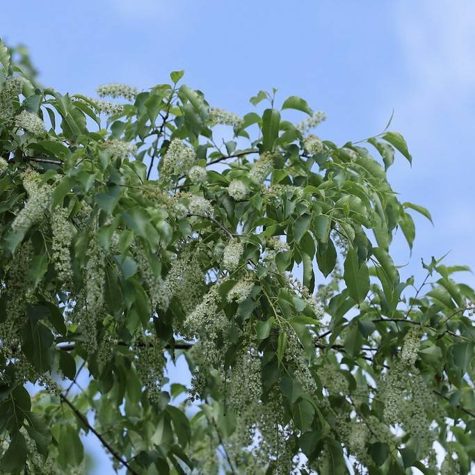 black cherry (Prunus serotina) plant