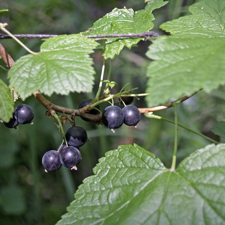 black currant (Ribes nigrum 'Ben Sarek') plant