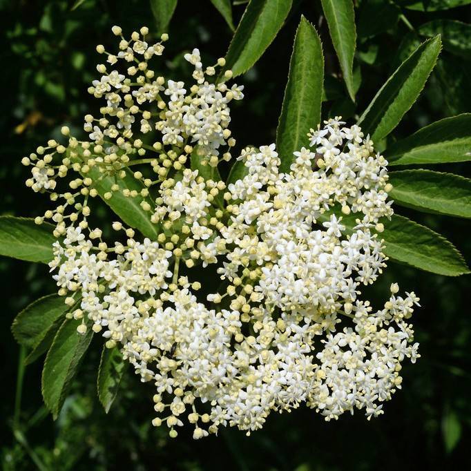 black elder (Sambucus nigra 'Witches Broom') plant