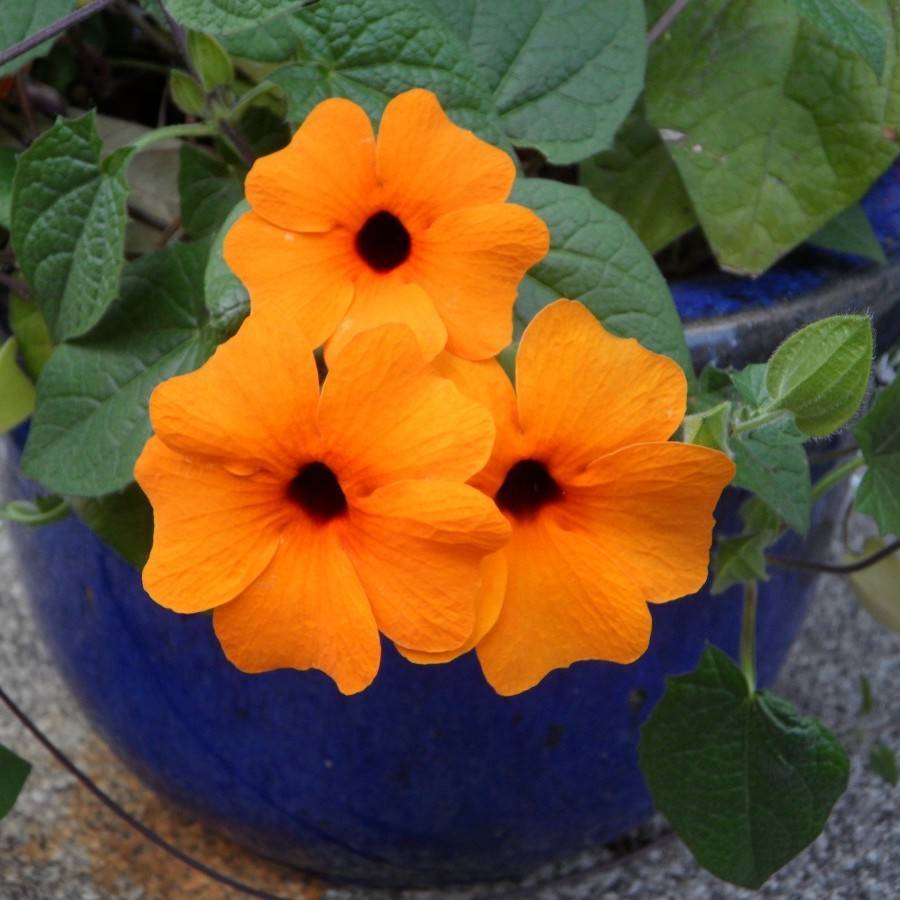 black-eyed Susan (Thunbergia alata 'VOLTHU 1007' SUNNY ARIZONA GLOW) plant