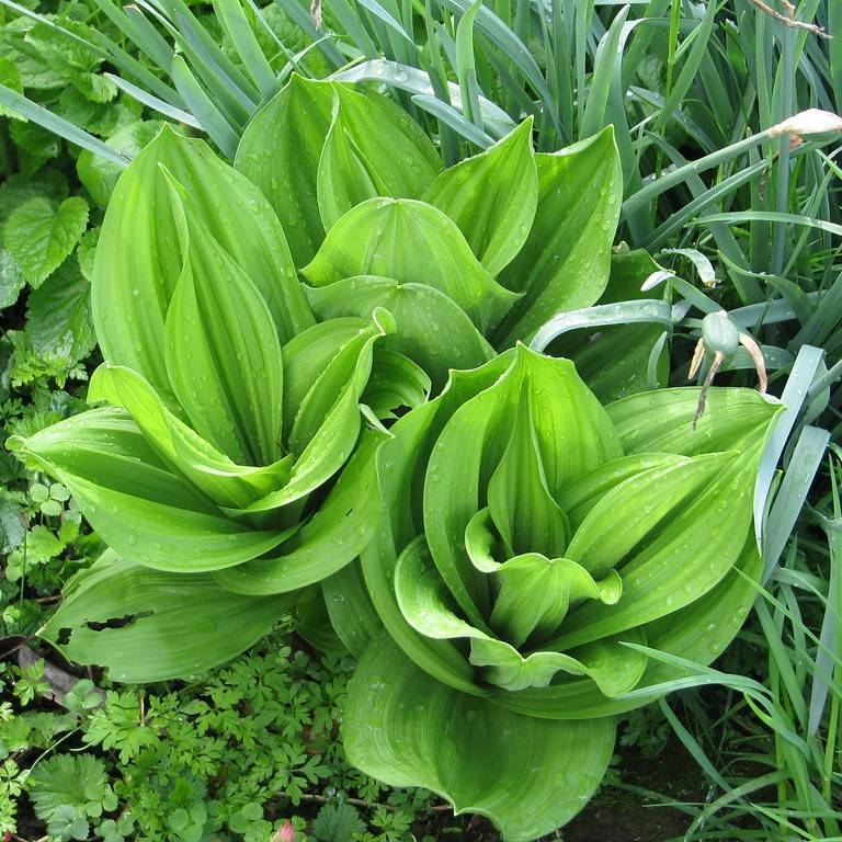 black false hellebore (Veratrum nigrum) plant