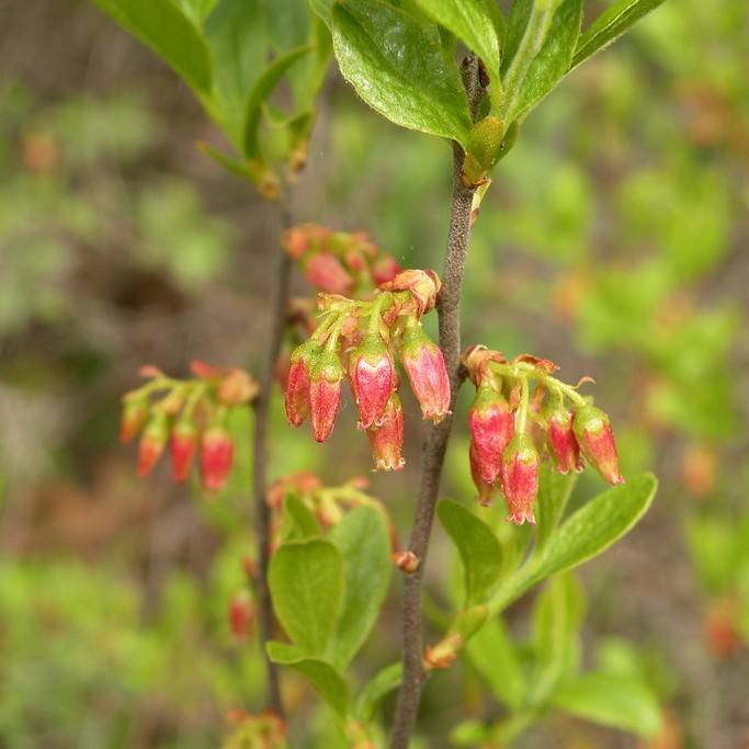 Black Huckleberry (Gaylussacia baccata) plant