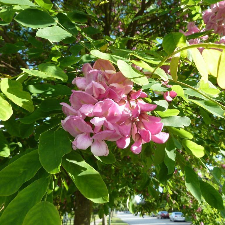 black locust (Robinia 'Purple Robe') plant
