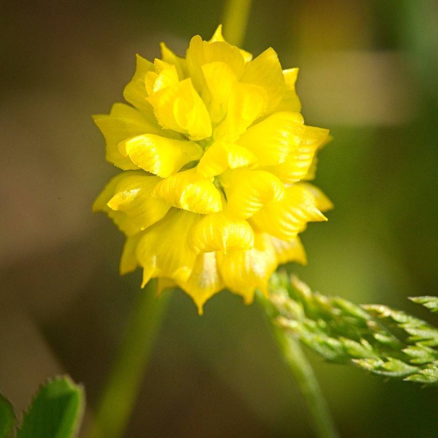 black medic (Medicago lupulina) plant