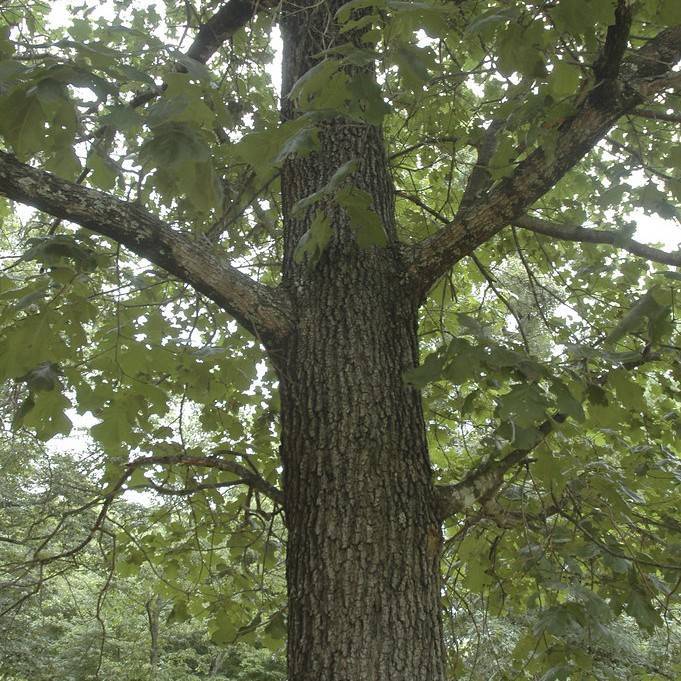 black oak (Quercus velutina) plant