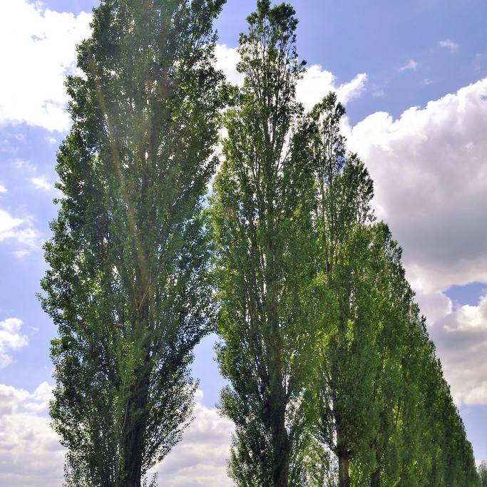 black poplar (Populus nigra 'Italica') plant