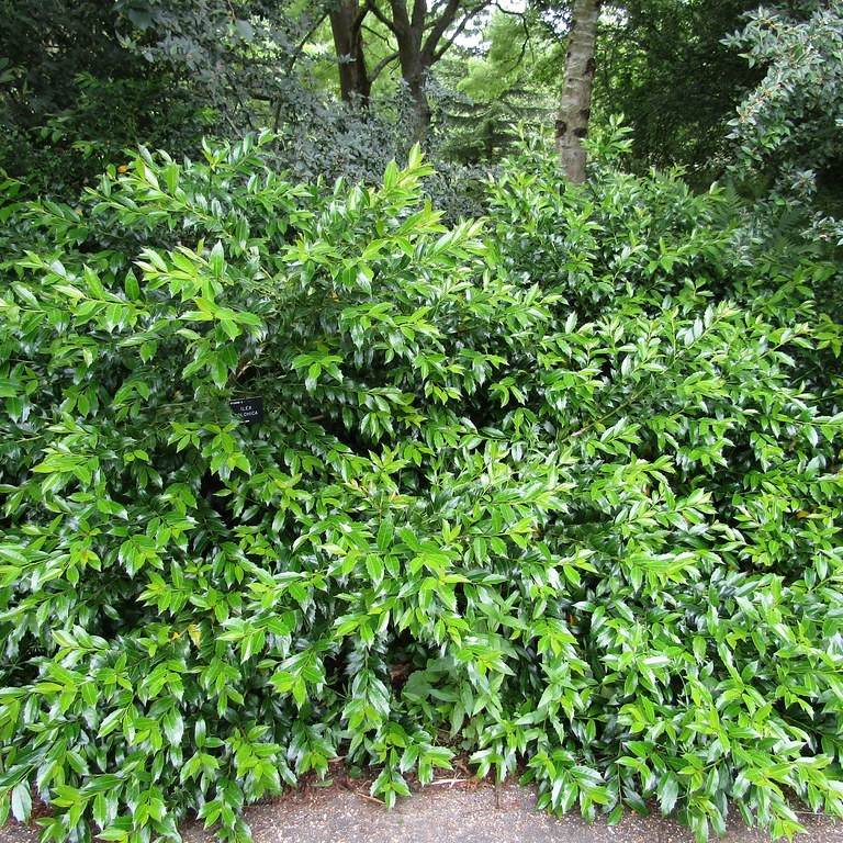 black sea holly (Ilex colchica) plant