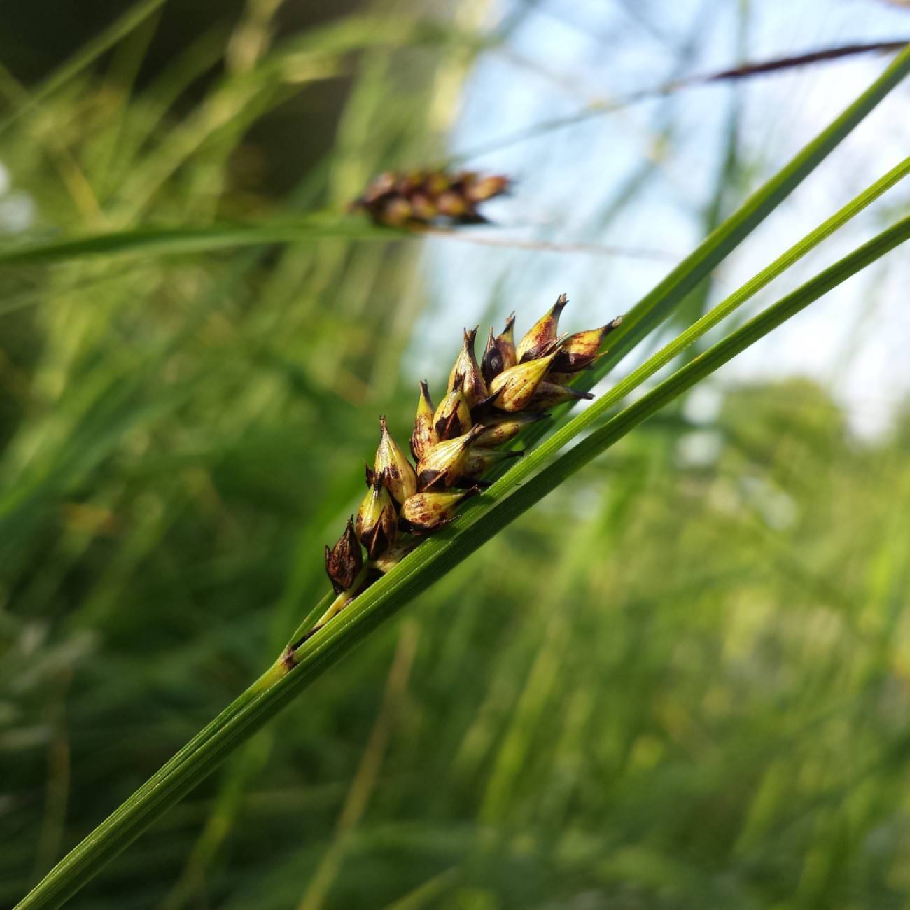 Black-Spiked Sedge (Carex melanostachya) plant