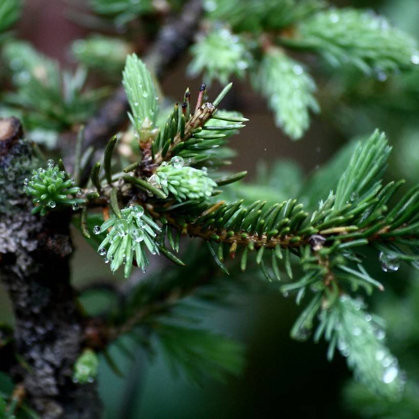 black spruce (Picea mariana 'Nana') plant