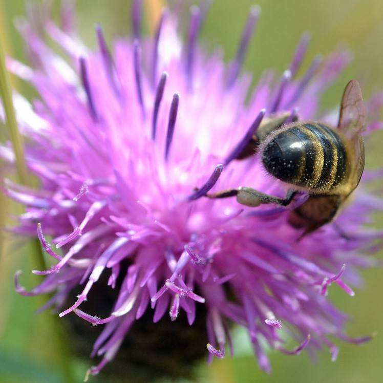 Black Starthistle (Centaurea nigra) plant