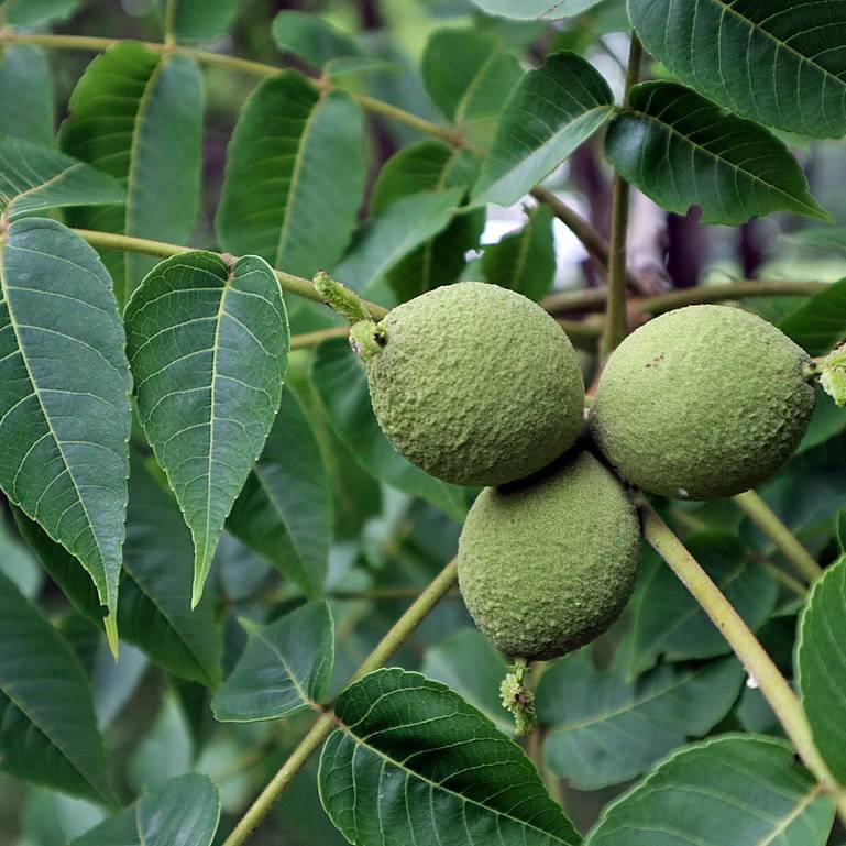 black walnut (Juglans nigra) plant
