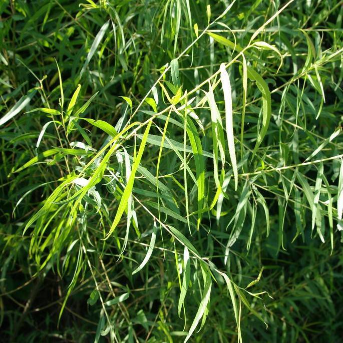 black willow (Salix nigra) plant