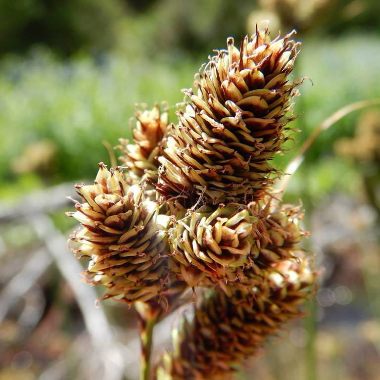 Blackened Sedge (Carex epapillosa) plant