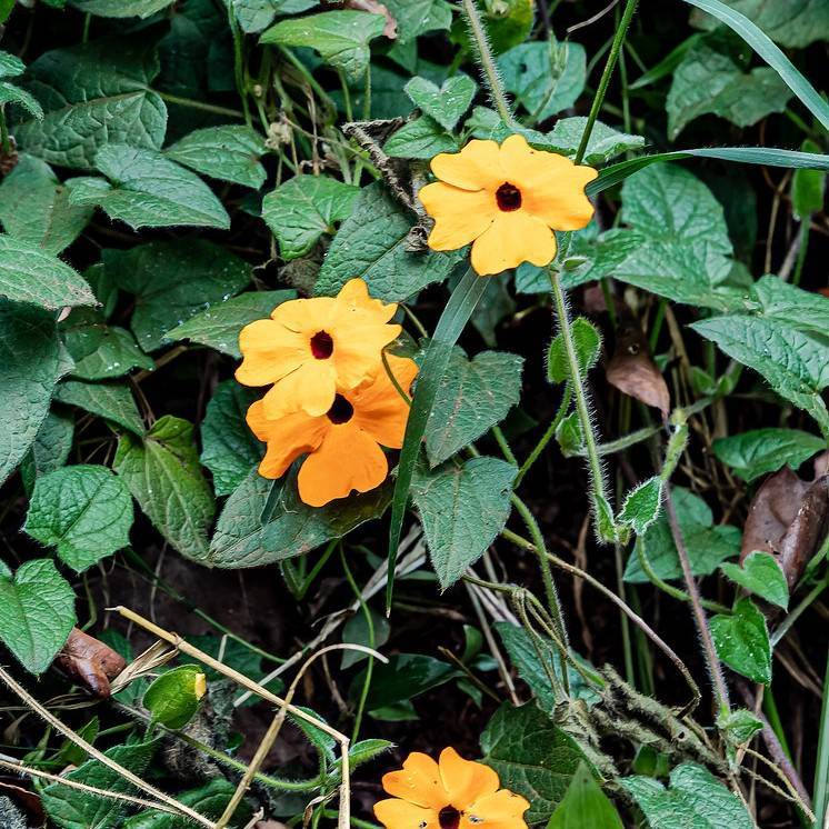 blackeyed Susan vine (Thunbergia alata) plant