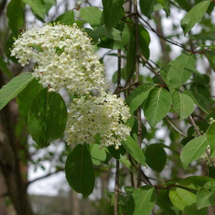 blackhaw viburnum (Viburnum prunifolium) plant