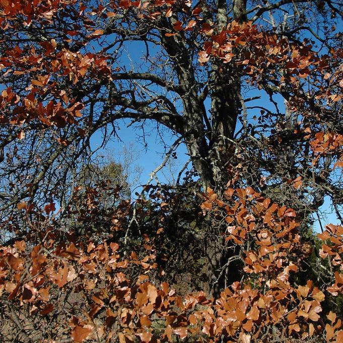 blackjack oak (Quercus marilandica) plant