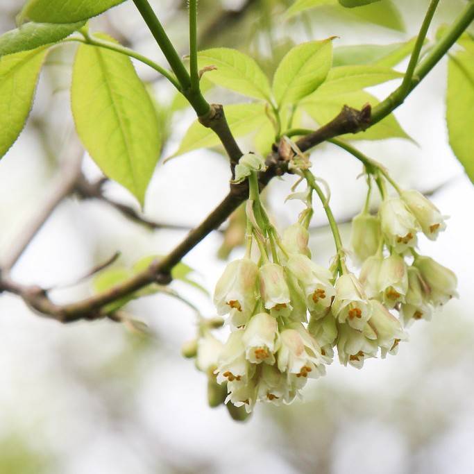 bladdernut (Staphylea trifolia) plant