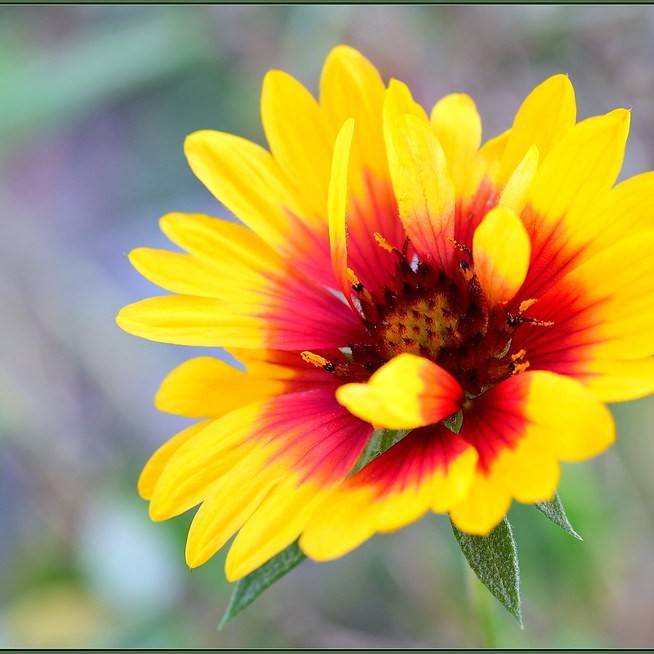 blanket flower (Gaillardia cvs.) plant