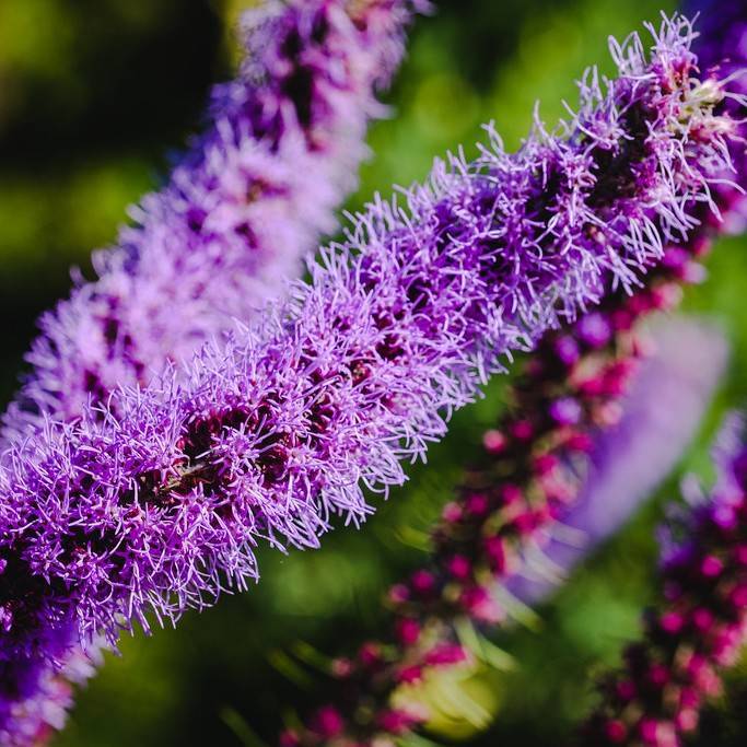 blazing star (Liatris spicata 'Kobold Original') plant