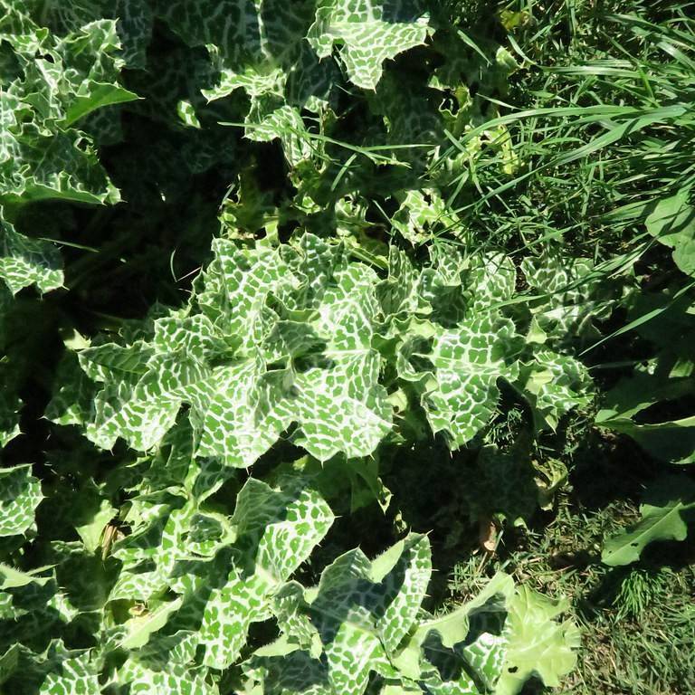 blessed milkthistle (Silybum marianum) plant