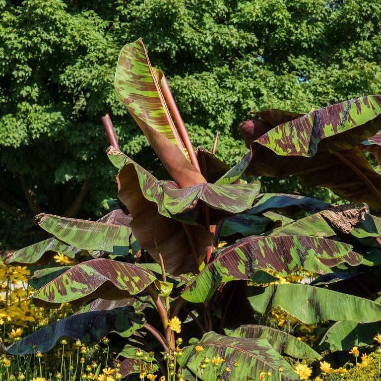 blood banana (Musa acuminata 'Zebrina') plant