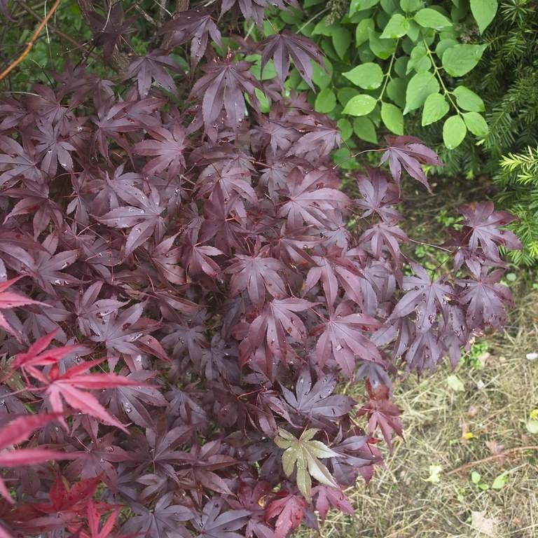 Bloodgood Japanese Maple (Acer palmatum 'Bloodgood') plant