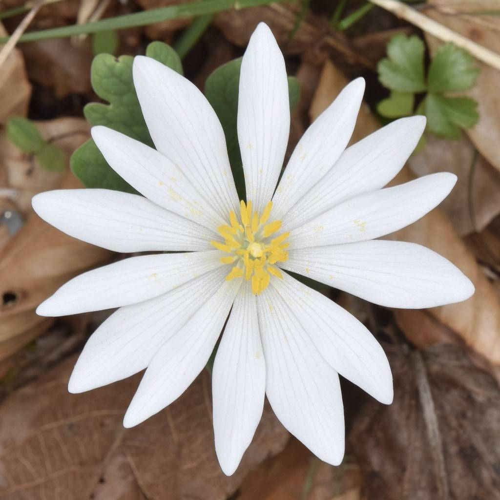 bloodroot (Sanguinaria canadensis) plant