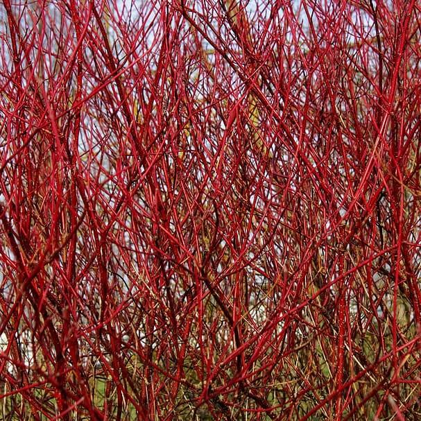 bloodtwig dogwood (Cornus sanguinea 'Winter Beauty') plant — close-up photo