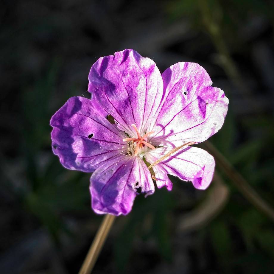 bloody cranesbill (Geranium sanguineum 'Vision') plant