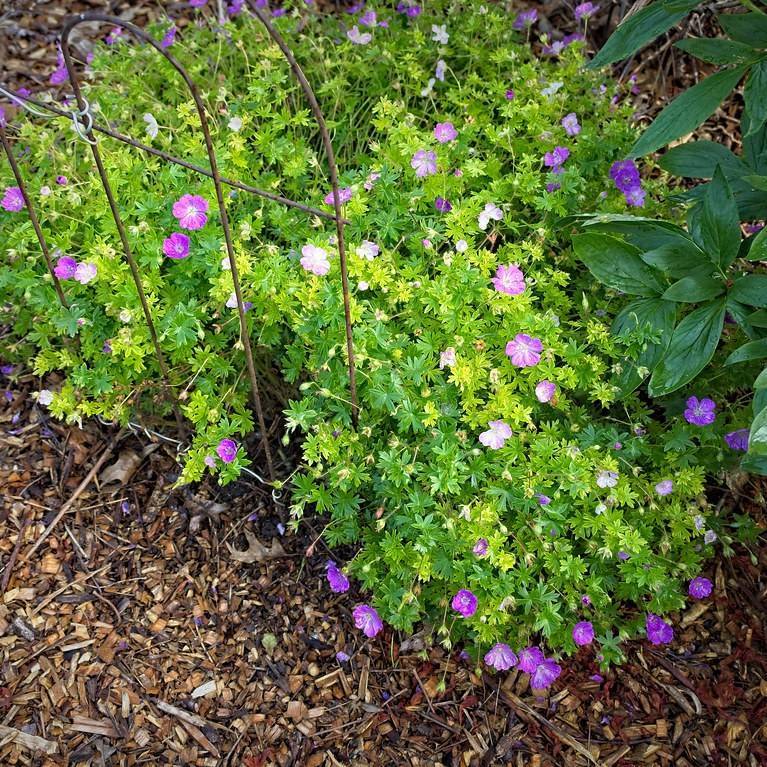 bloody geranium (Geranium sanguineum) plant