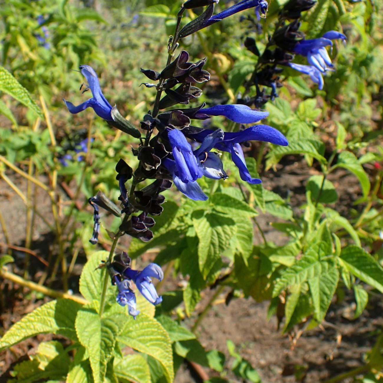 blue anise sage (Salvia coerulea) plant