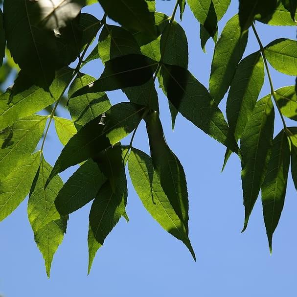 blue ash (Fraxinus quadrangulata) plant