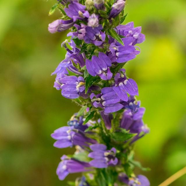 blue cardinal flower (Lobelia siphilitica) plant