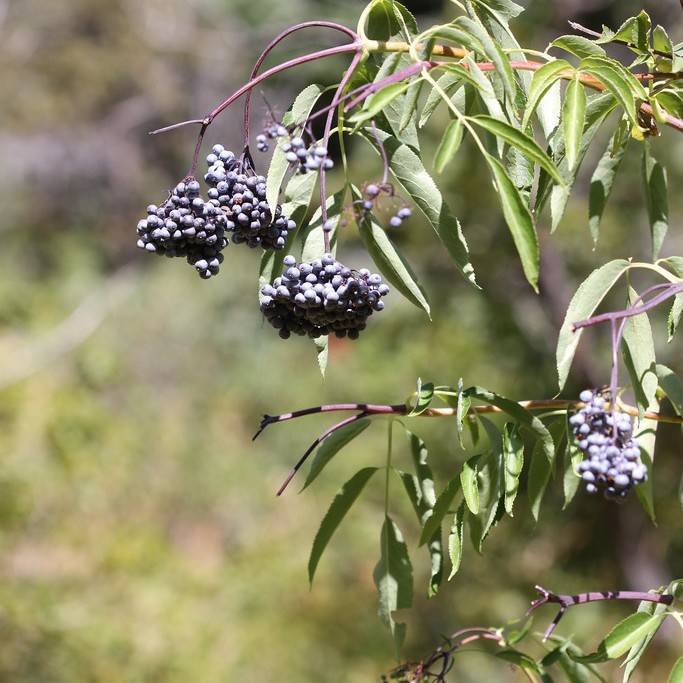 Blue Elderberry (Sambucus cerulea) plant
