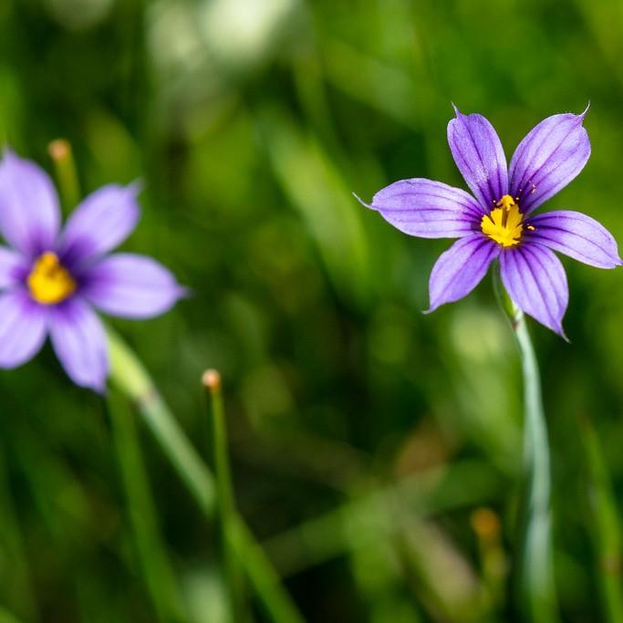 blue-eyed grass (Sisyrinchium angustifolium SASSY GRASS) plant